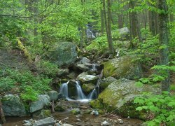 Wodospad, Kamienie, Las