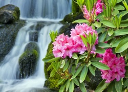 Różowy, Rododendron, Wodospad