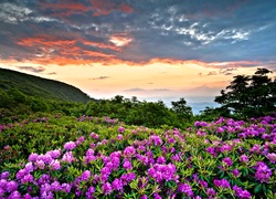 Łąka, Góry, Chmury, Rododendron