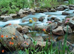 Rzeka, Kamienie, Kolorowe, Kwiatki