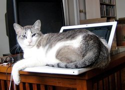 Kotek, Komputer