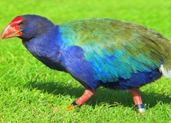 Ptaki, Takahe