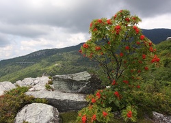 Góry, Jarzębina