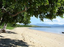 Morze, Plaża, Drzewo
