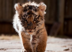 Młody, Tygrysek