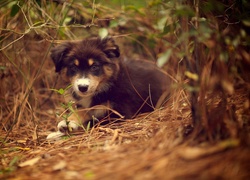 Piesek, Zarośla, Szczeniak, Owczarek australijski-australian shepherd