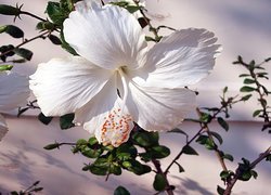 Biały, Hibiskus, Gałązki