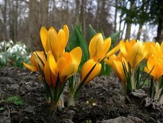 Żółte, Krokusy, Wiosna