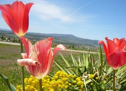 Łąka, Tulipany, Roślinność