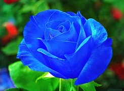 Niebieska, Róża