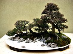 Drzewko, Bonsai