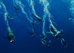 Nurkujące, Pingwiny, Morze