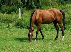 Konik, Trawa