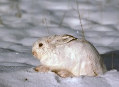 Królik, Mróz, Dziki, Śnieg