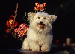 Coton de Tulear, Języczek, Kwiatki