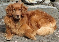 Piesek, Golden Retriever, Kamienia