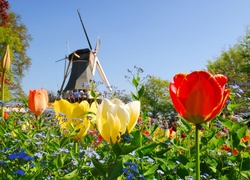 Tulipany, Wiatrak