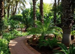 Egzotyczny, Palmowy, Ogród, Marrakesz, Maroko