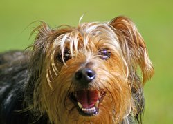 Piesek, Yorkshire Terrier