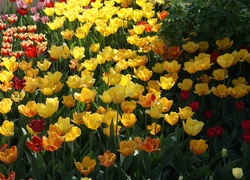 Wiosna, Kwiaty, Tulipany, Ogród