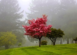 Park, Drzewa, Mgła
