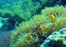 Koral, Ryby