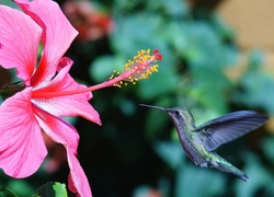 Różowy, Hibiskus, Koliber