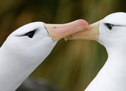 Albatrosy