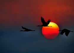 Zachód, Słońca, Ptaki