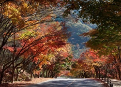 Kolorowe, Drzewa, Droga, Jesień