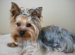 Yorkshire Terrier, Korona