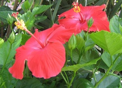 Kwiaty, Hibiskusa