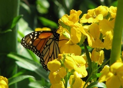 Żółte, Kwiaty, Motyl