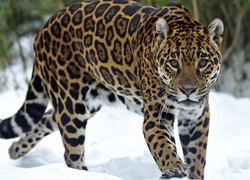 Jaguar, Śnieg