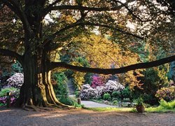 Arboretum, Wojsławice