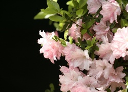 Kwiaty, Azalia, Różanecznik