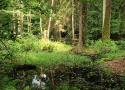 Puszcza, Białowieska, Bagno