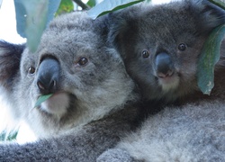 Dwa, Misie, Koala