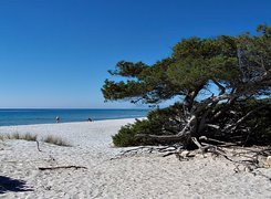 Morze, Plaża, Sosna