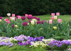 Ogród, Bratki, Tulipany