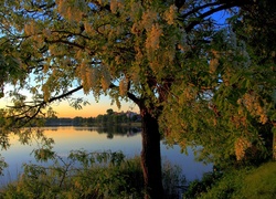Jezioro, Drzewa