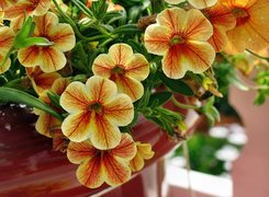 Kwiaty, Surfinia