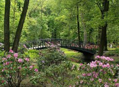 Park, Kwitnące, Rododendrony, Rzeczka, Mostek