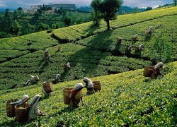 Herbata, Zbiór, Srilanka