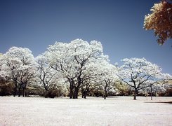 Kwitnąca, Biało, Jakaranda, Mimozolistna
