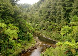 Rzeka, Lasy, Roślinność, Tangarakau, Nowa Zelandia