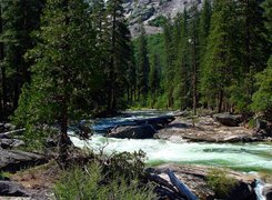Stany Zjednoczone, Stan Kalifornia, Park Narodowy Yosemite, Las, Rzeka