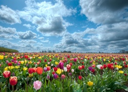 Pole, Kolorowe, Tulipany