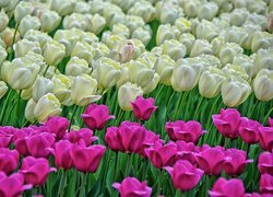 Kwiaty, Kolorowe, Tulipany
