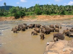 Słonie, Rzeka, Kąpiel, Sri Lanka